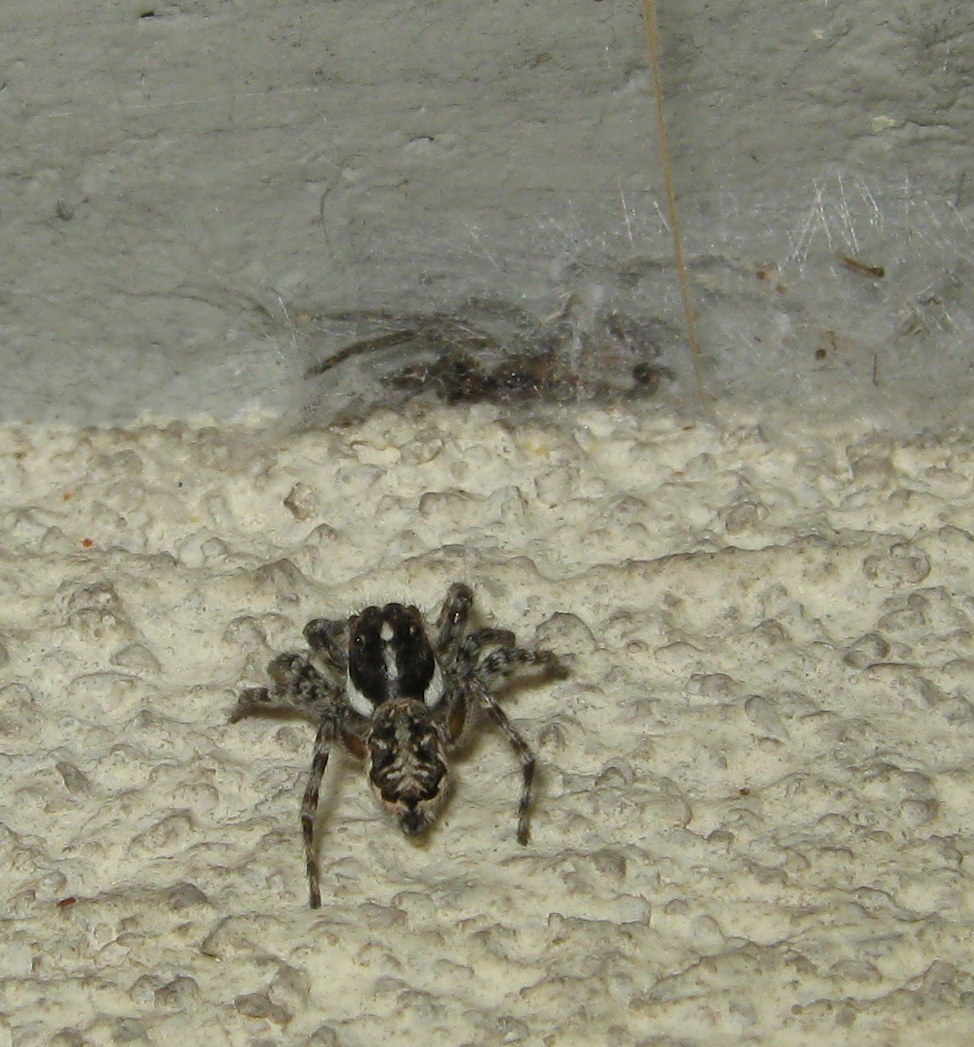 Menemerus semilimbatus cerca di predare Segestria - Treviso