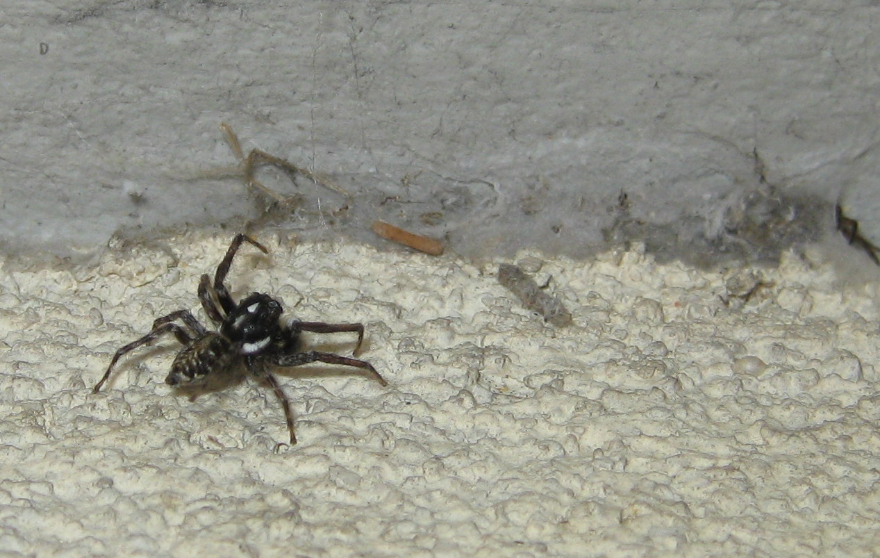Menemerus semilimbatus cerca di predare Segestria - Treviso