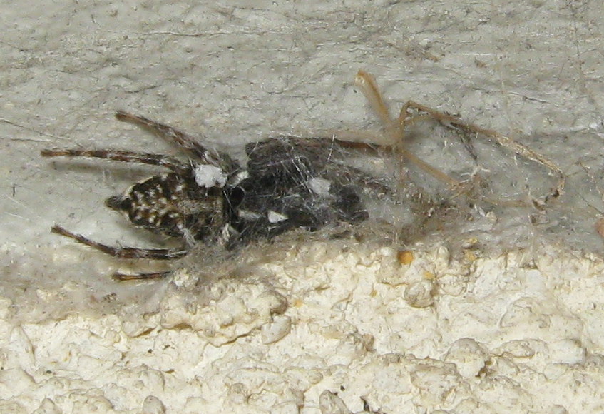 Menemerus semilimbatus cerca di predare Segestria - Treviso