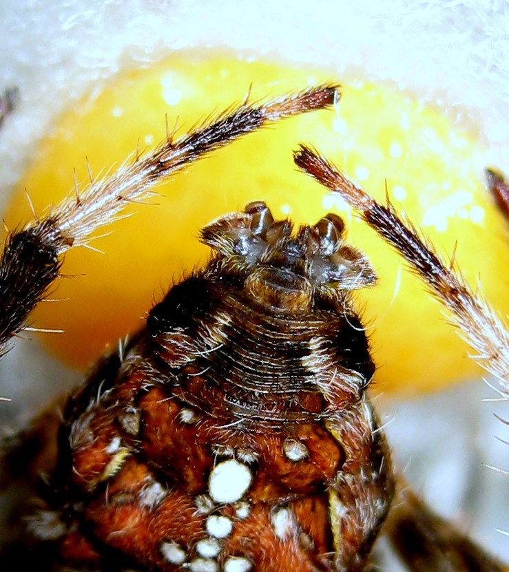 Araneus diadematus: deposizione uova - Treviso