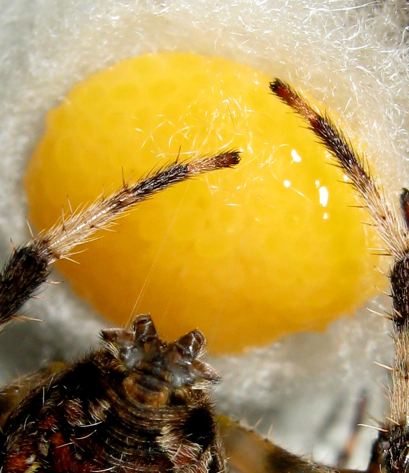Araneus diadematus: deposizione uova - Treviso