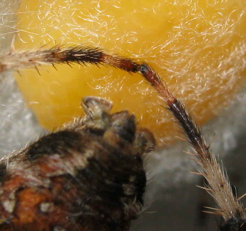 Araneus diadematus: deposizione uova - Treviso