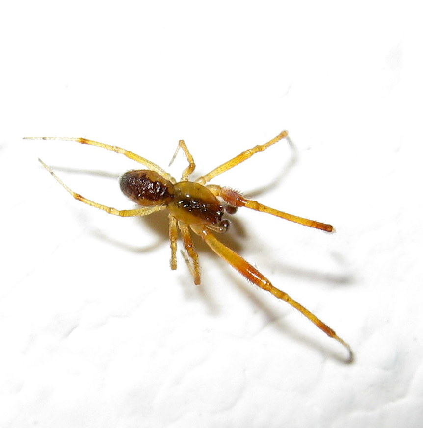 maschio di Anelosimus sp.- Treviso (TV)