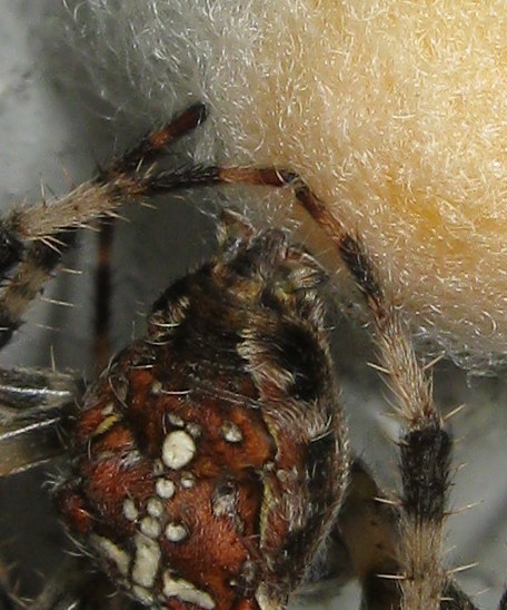Araneus diadematus: deposizione uova - Treviso