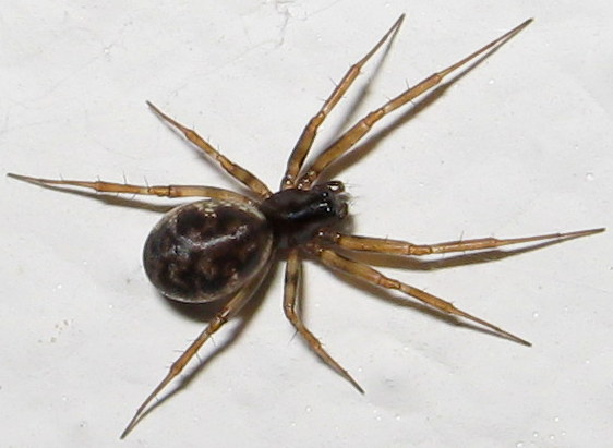 Linyphiidae da id - Treviso