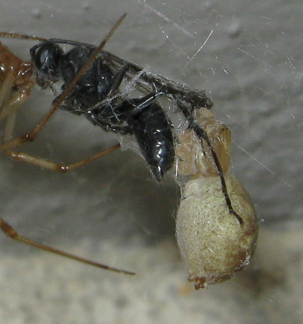 La vendetta di Parasteatoda su Pompilide - Treviso