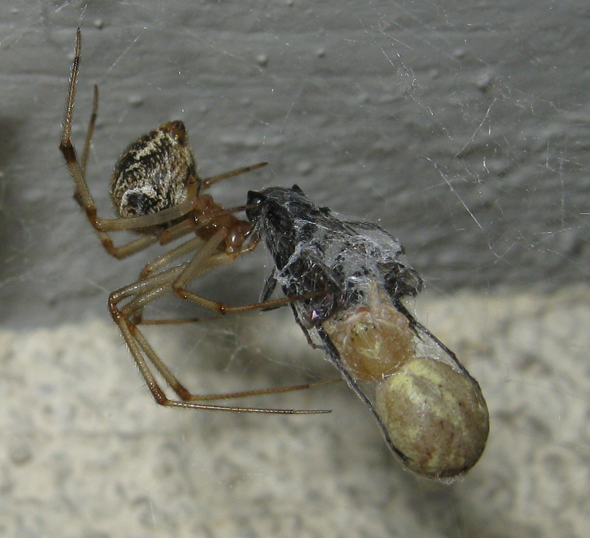 La vendetta di Parasteatoda su Pompilide - Treviso