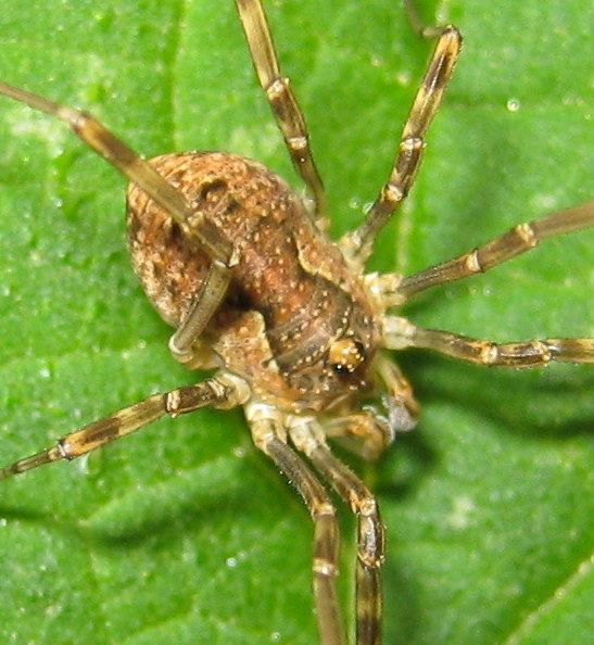 Oligolophus cfr. tridens (Phalangiidae)