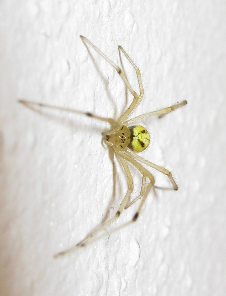 Enoplognatha sp. - Treviso (TV)
