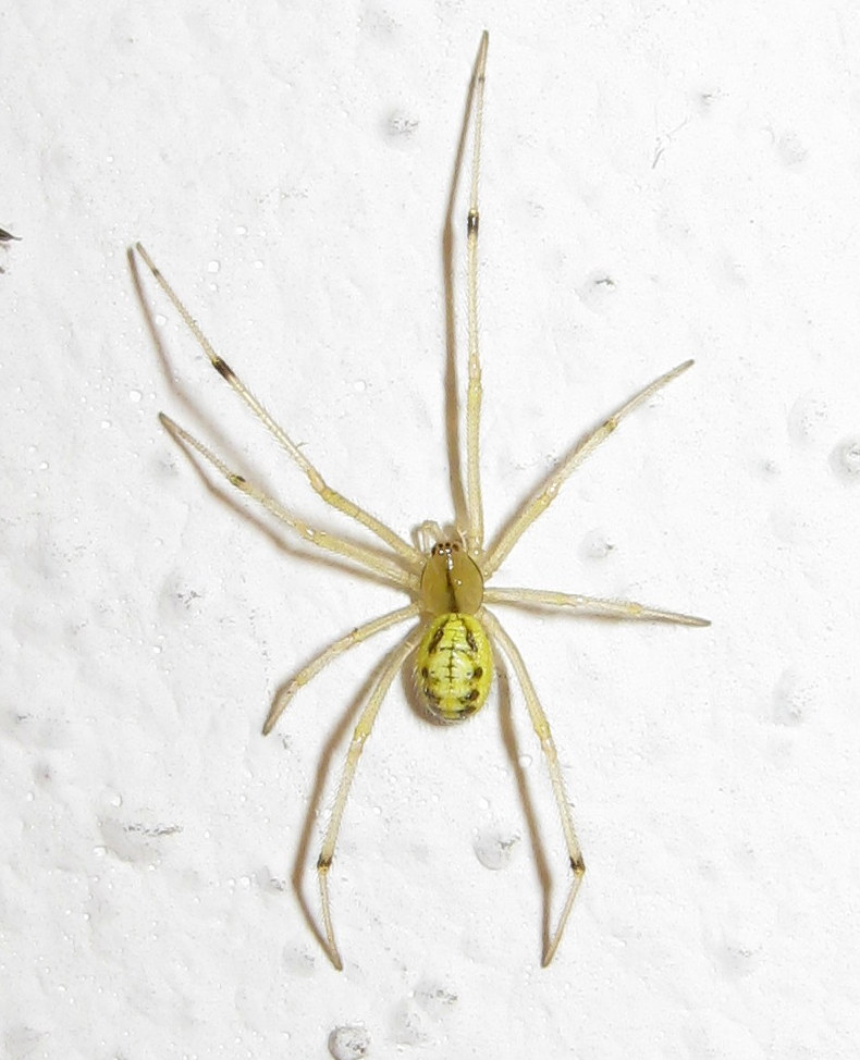 Enoplognatha sp. - Treviso (TV)