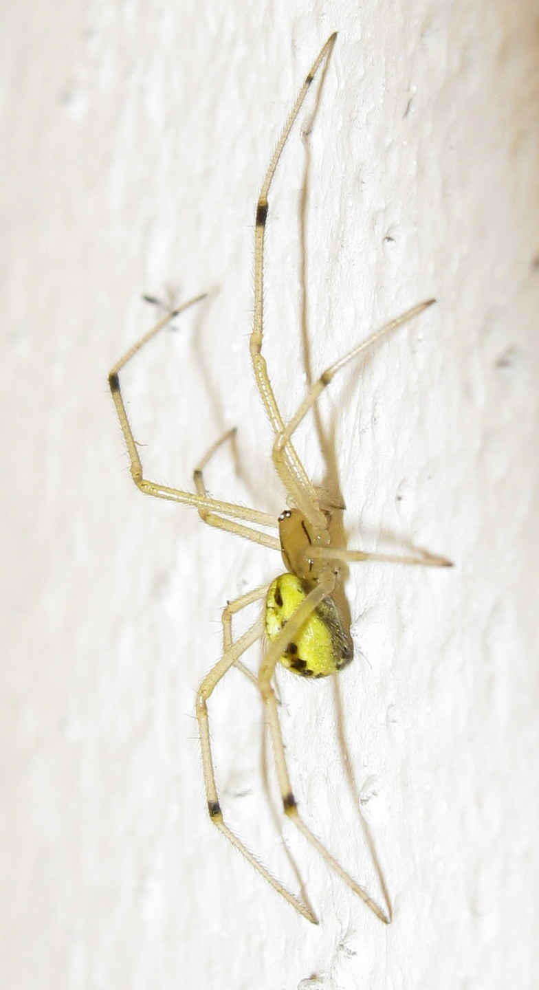 Enoplognatha sp. - Treviso (TV)