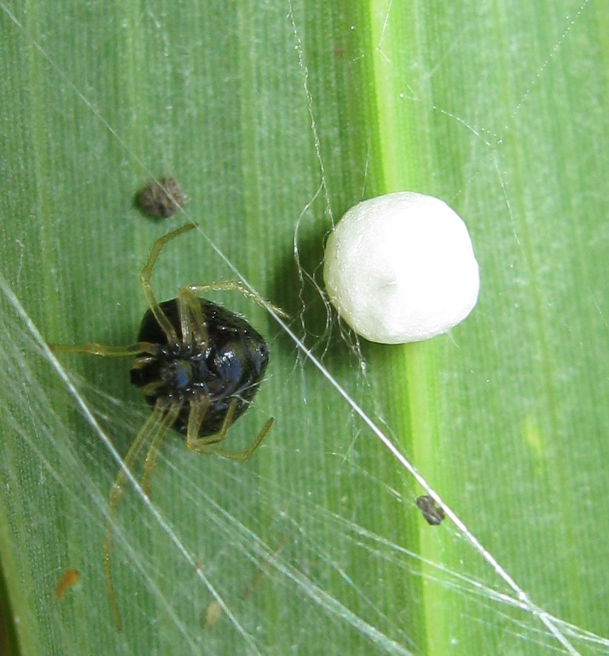 Theridula gonygaster con ovisacco - Lughignano (TV)