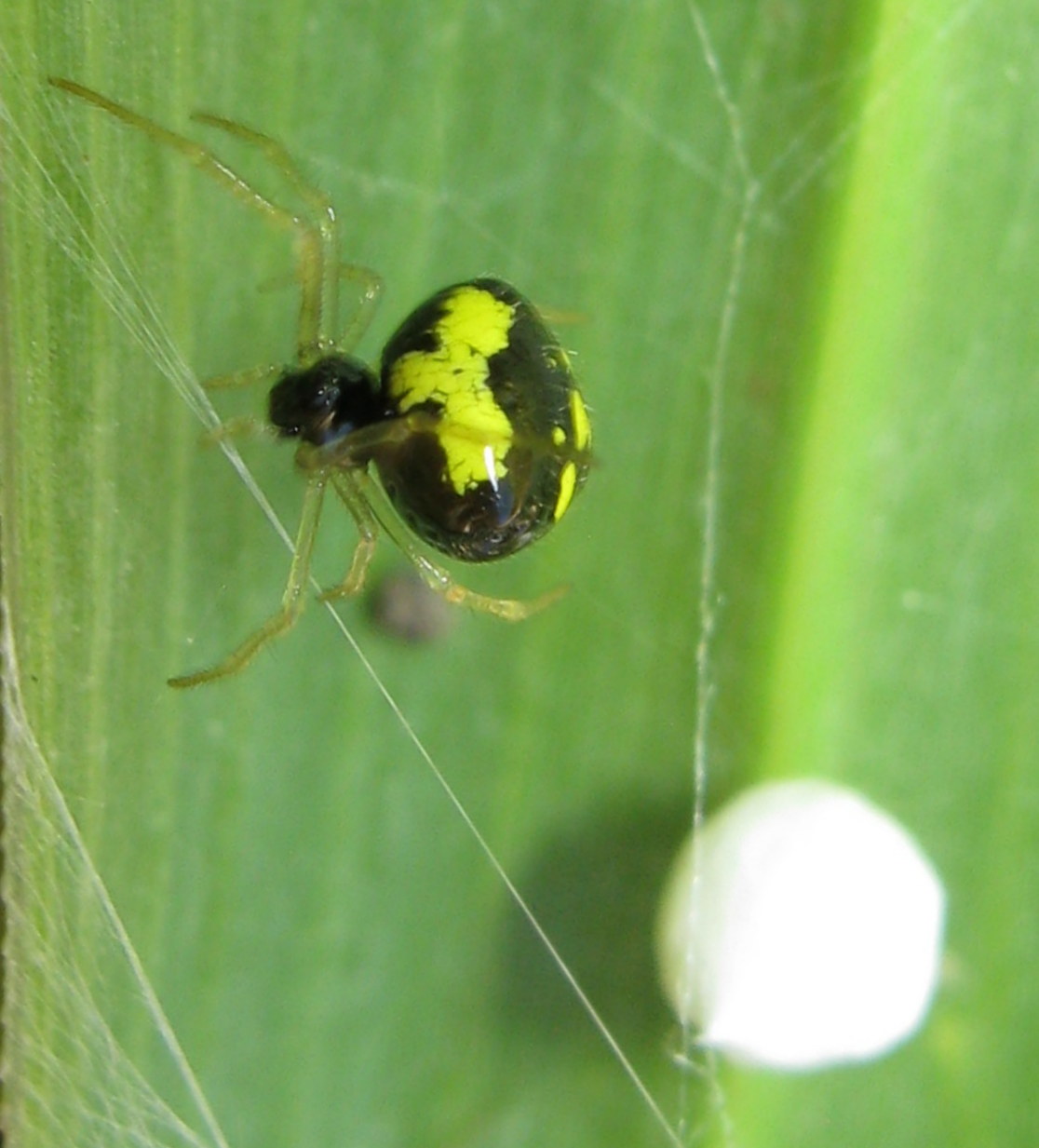 Theridula gonygaster con ovisacco - Lughignano (TV)