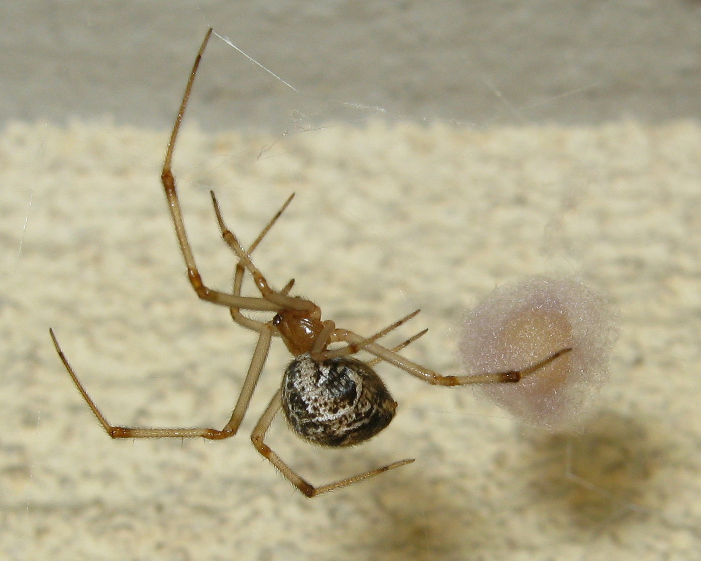 La vendetta di Parasteatoda su Pompilide - Treviso