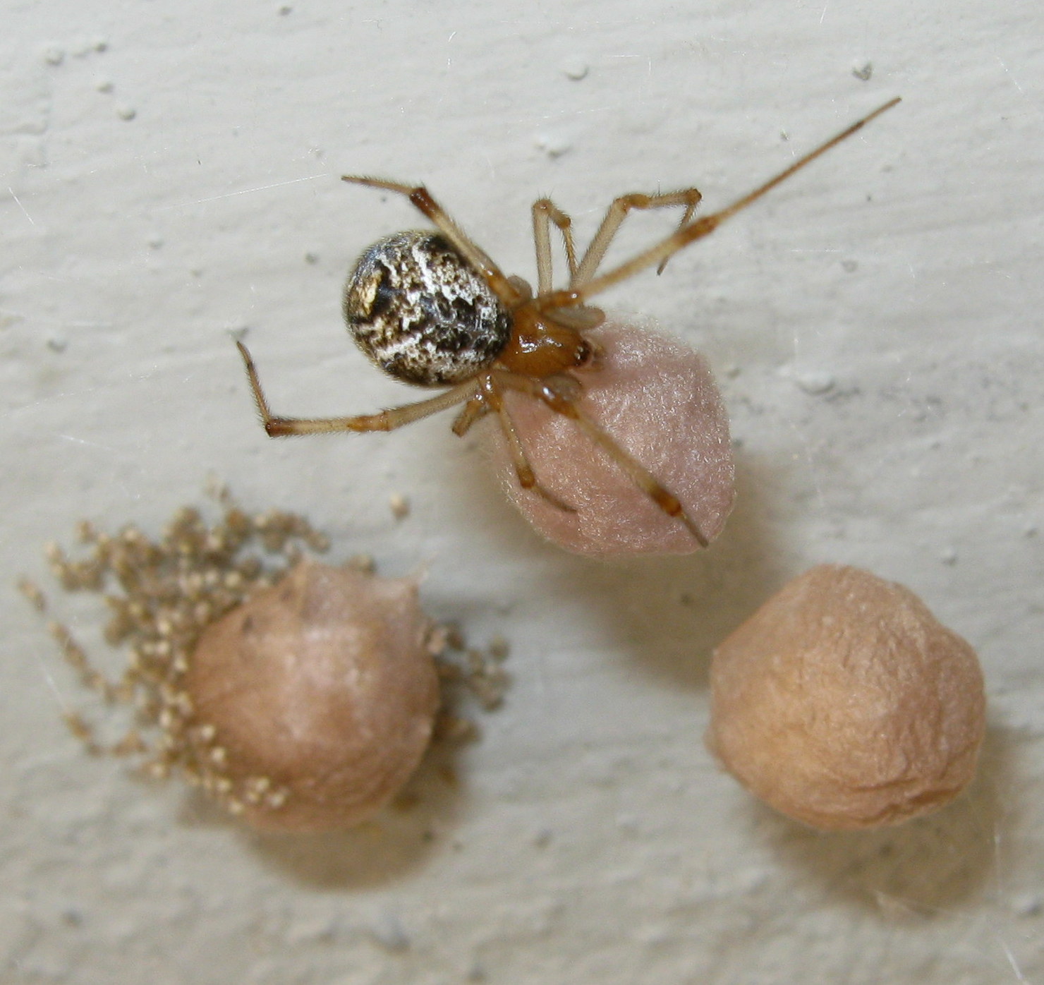 La vendetta di Parasteatoda su Pompilide - Treviso