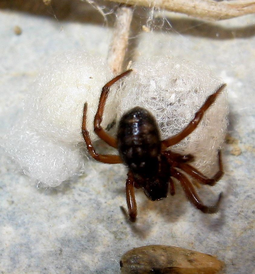 Enoplognatha throacica - Treviso (TV)