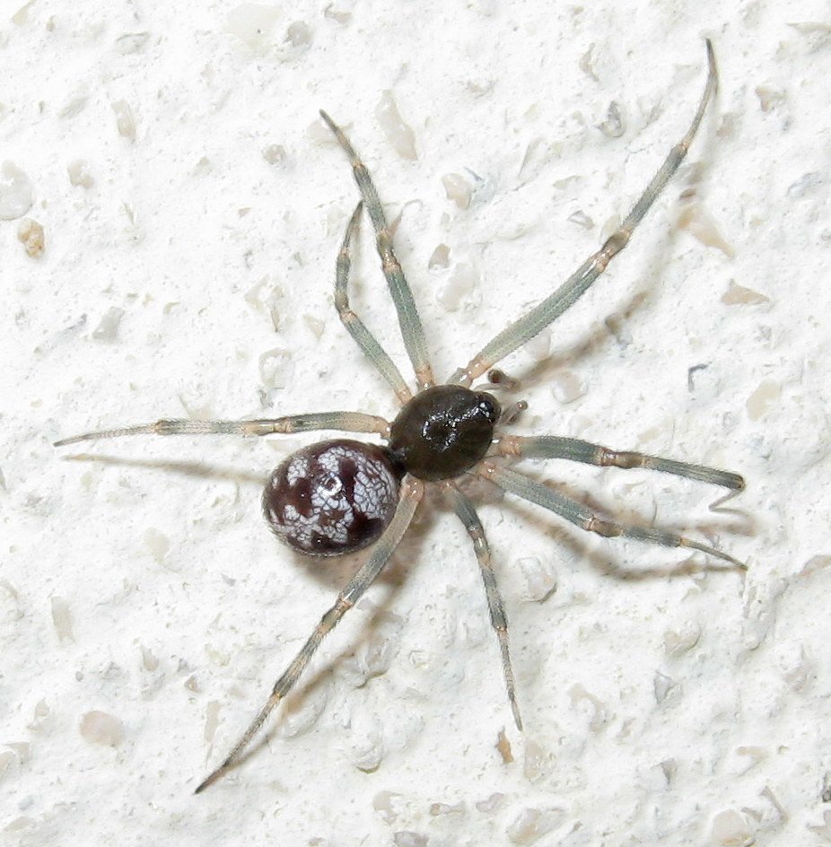 Steatoda triangulosa colorazione insolita - Treviso (TV)