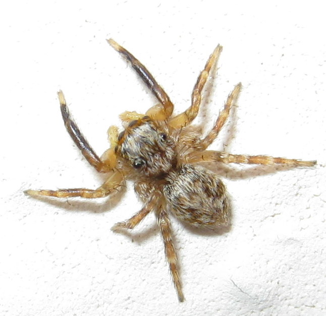 Pseudeuophrys vafra - Treviso (TV)
