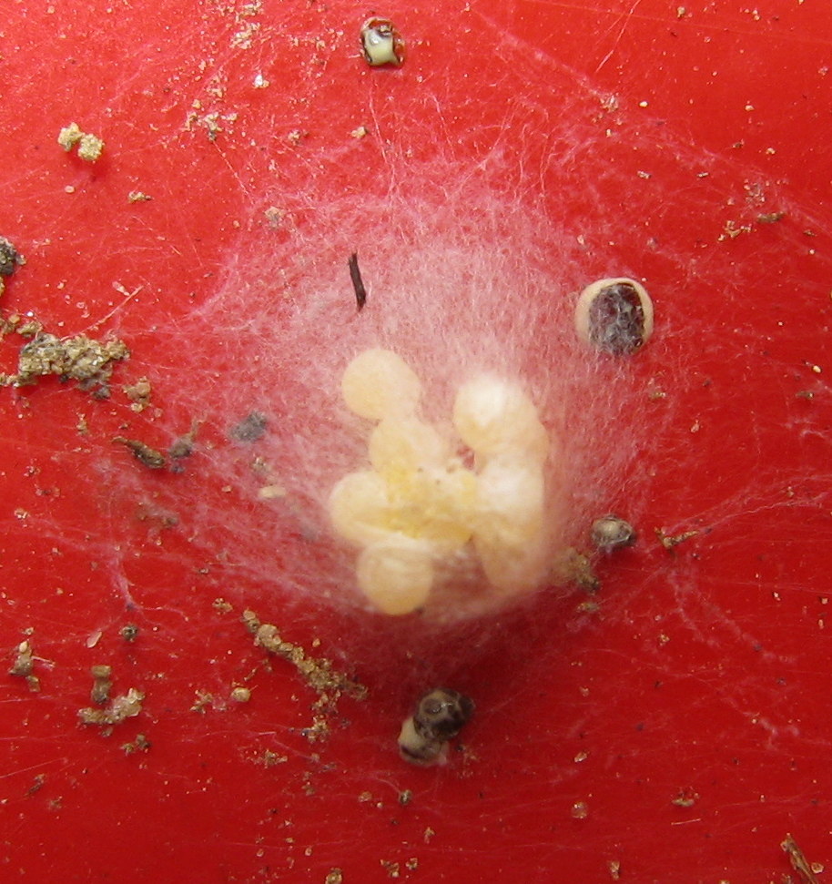 Oecobius sp.: uova e nascita