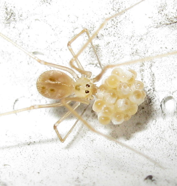 Spermophora senoculata maturazione uova