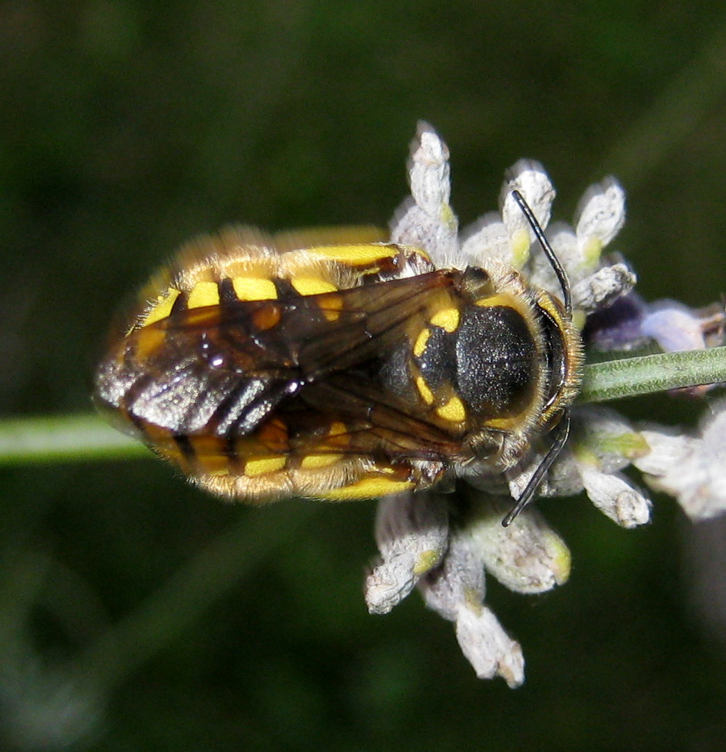 Anthidium sp.?