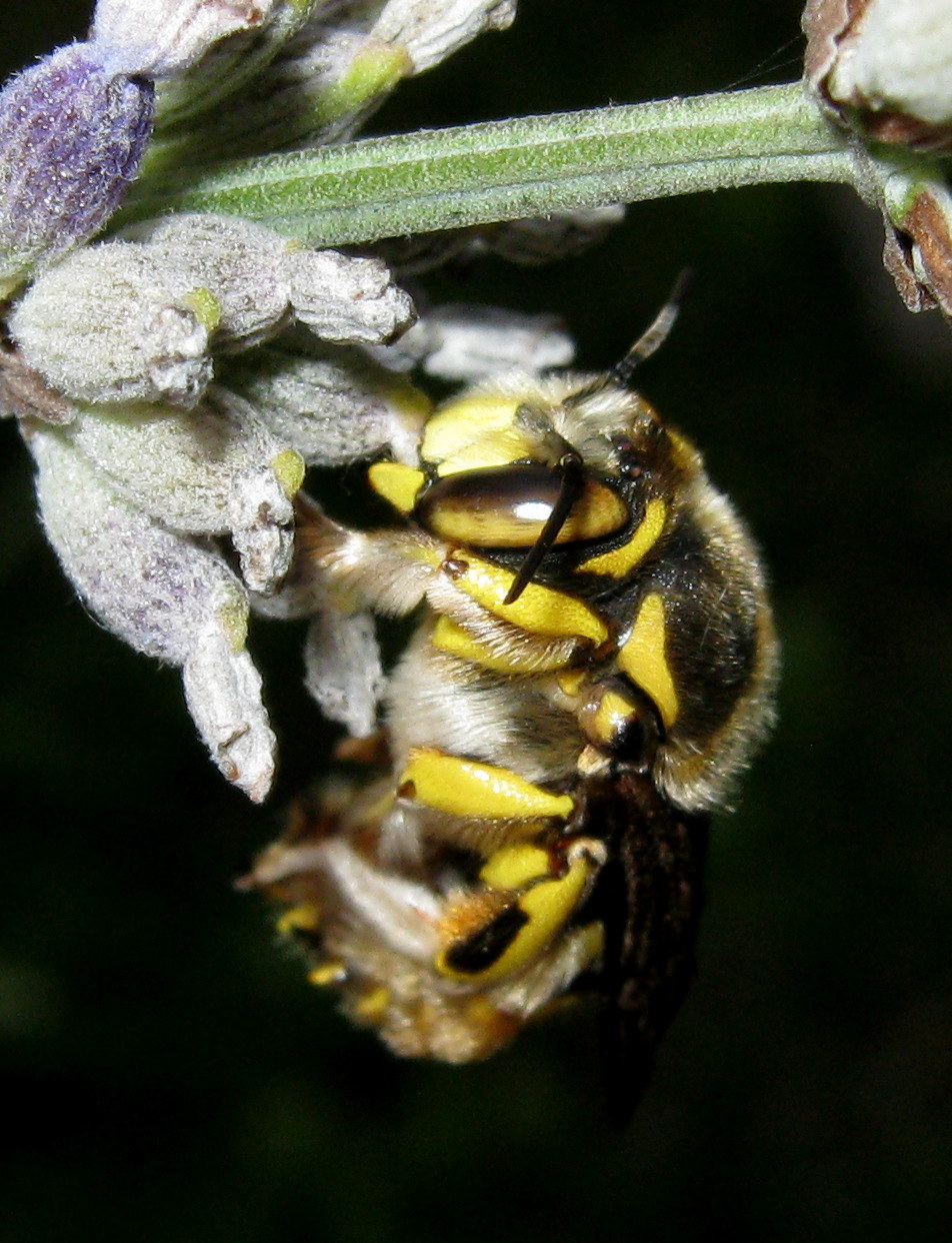 Anthidium sp.?