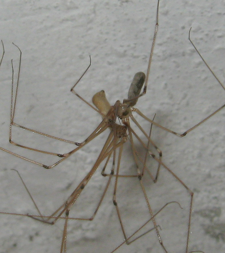 Pholcus phalangioides accoppiamento