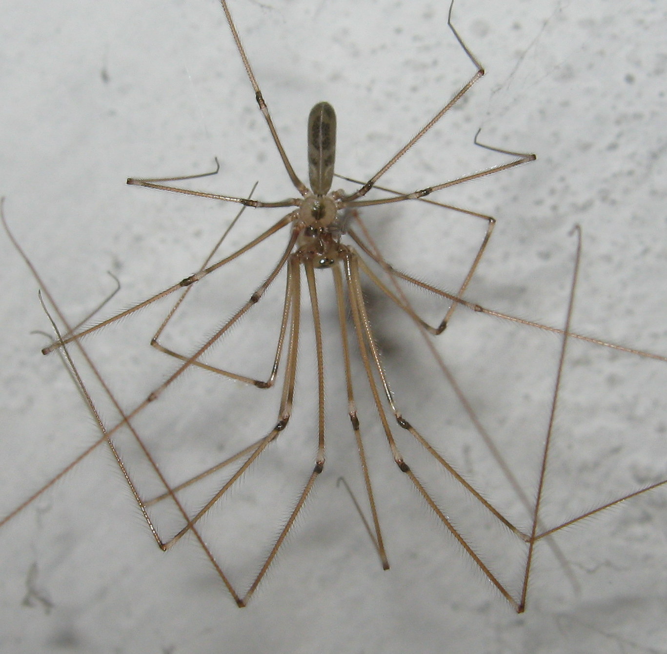 Pholcus phalangioides accoppiamento