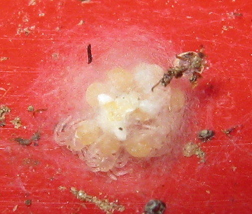 Oecobius sp.: uova e nascita