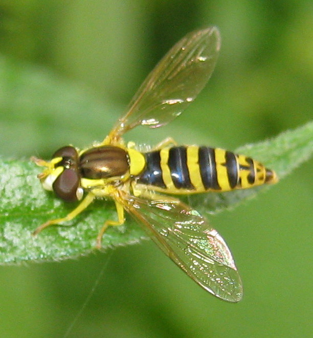 Sphaerophoria sp?