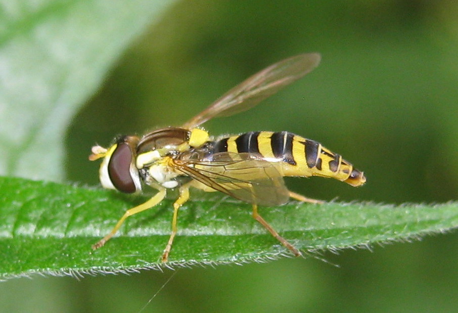 Sphaerophoria sp?