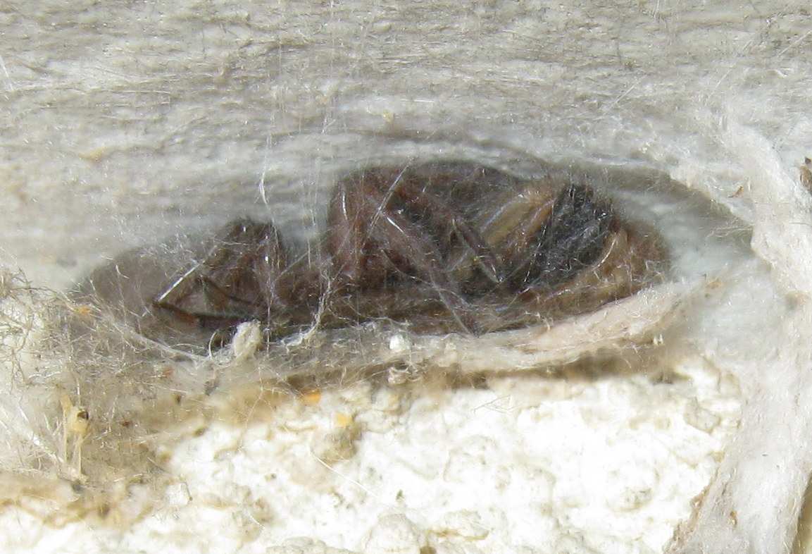 Segestria bavarica predata da Scotophaeus sp. - Treviso