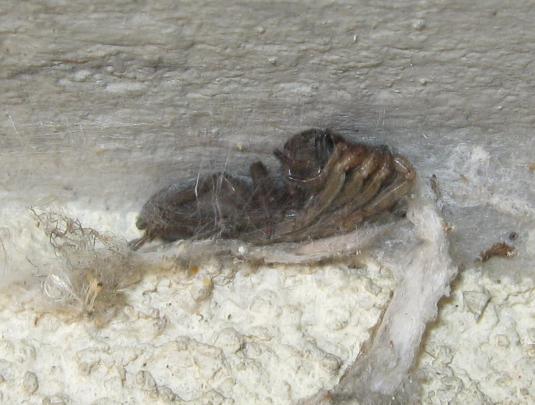 Segestria bavarica predata da Scotophaeus sp. - Treviso