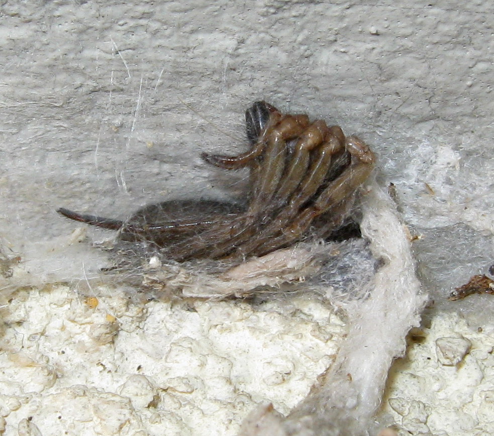 Segestria bavarica predata da Scotophaeus sp. - Treviso