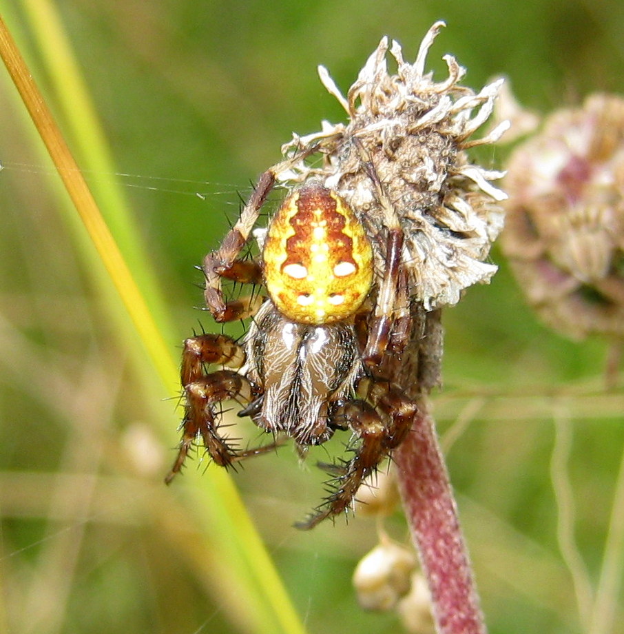 Araneus quadratus - Fiera di Primiero (TN)