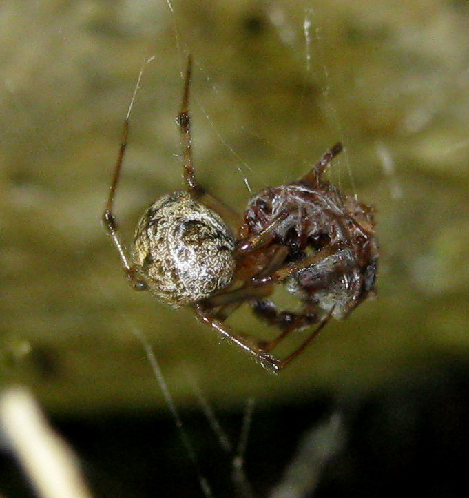 Parasteatoda tepidariorum preda piccoli scorpioni