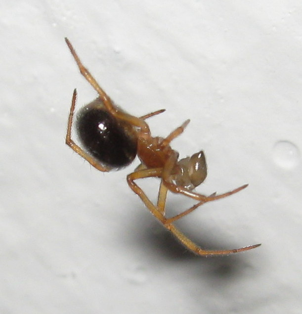Steatoda bipunctata - Fiera di Primiero (TV)