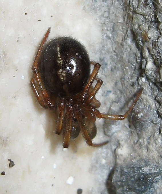 Steatoda bipunctata - Fiera di Primiero (TV)