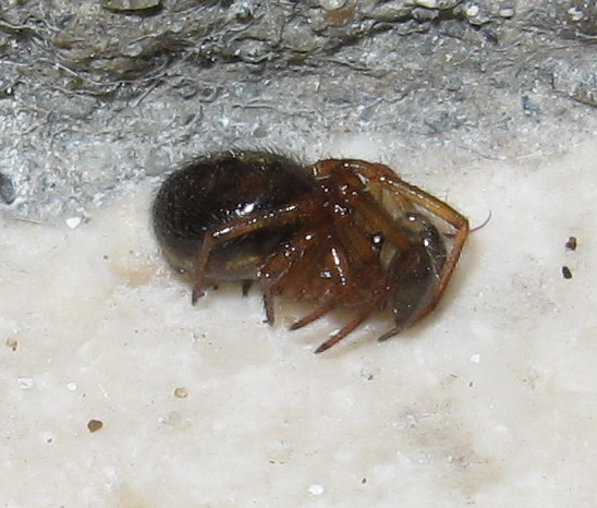Steatoda bipunctata - Fiera di Primiero (TV)
