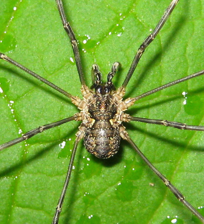 Mitopus morio