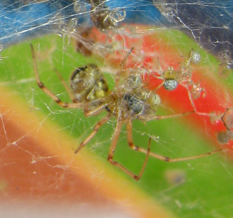 Phylloneta sp., nutrizione piccoli - Treviso (TV)