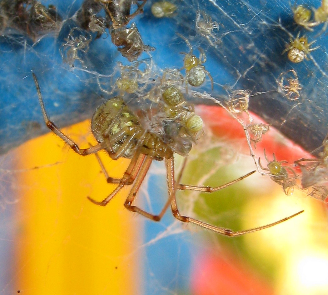 Phylloneta sp., nutrizione piccoli - Treviso (TV)