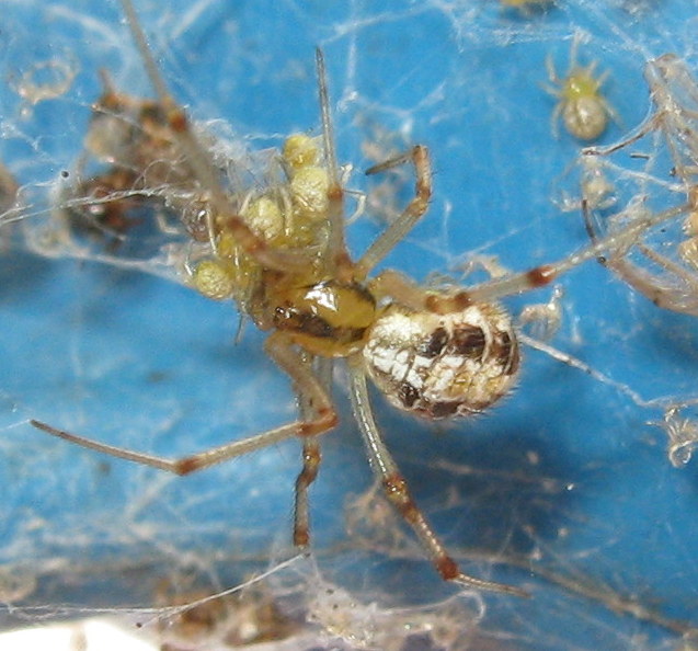 Phylloneta sp., nutrizione piccoli - Treviso (TV)