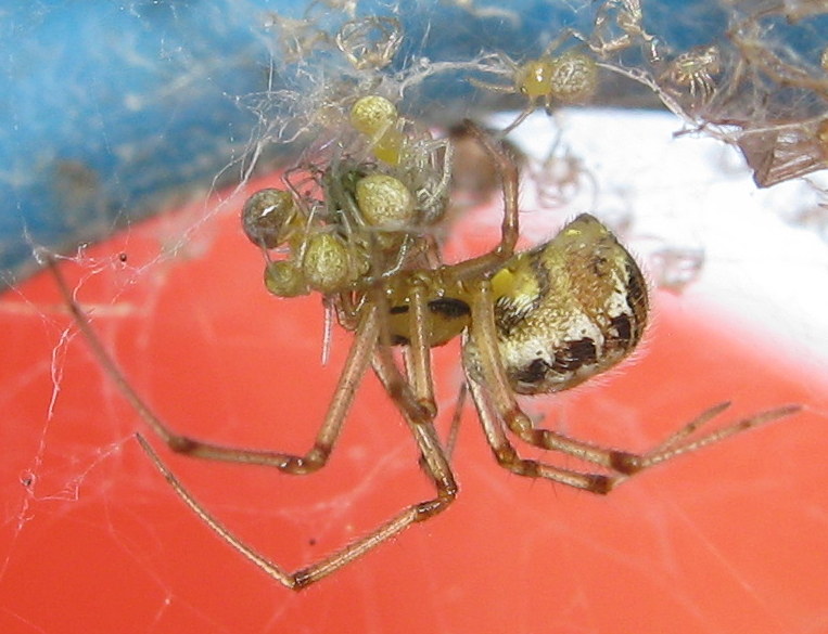 Phylloneta sp., nutrizione piccoli - Treviso (TV)