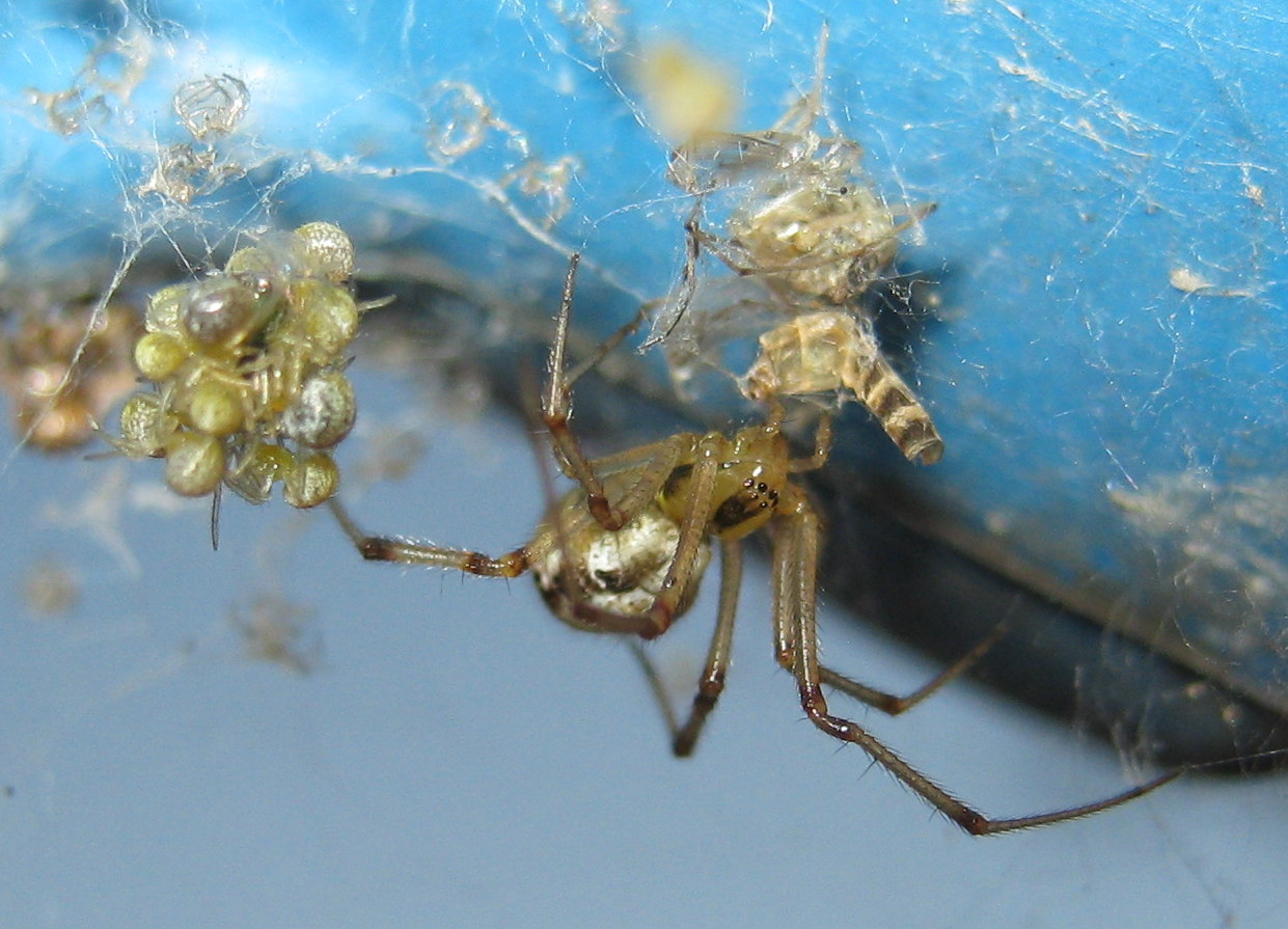 Phylloneta sp., nutrizione piccoli - Treviso (TV)