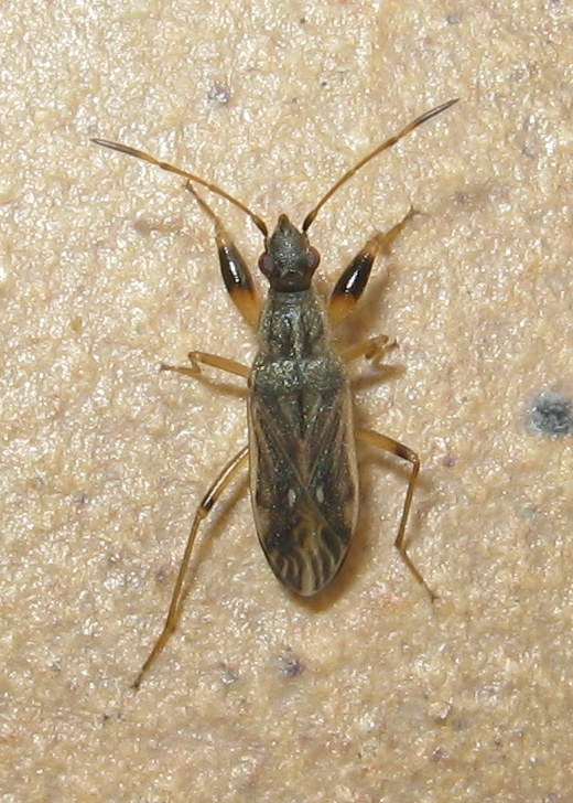 Lygaeidae: Paraparomius leptopoides del Veneto (TV)
