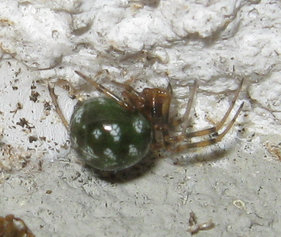 Steatoda triangulosa colorazione insolita - Treviso (TV)