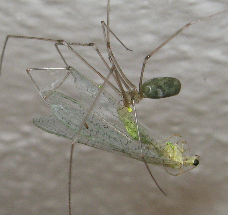 Pholcus phalangioides preda Neuroptera - Treviso (TV)