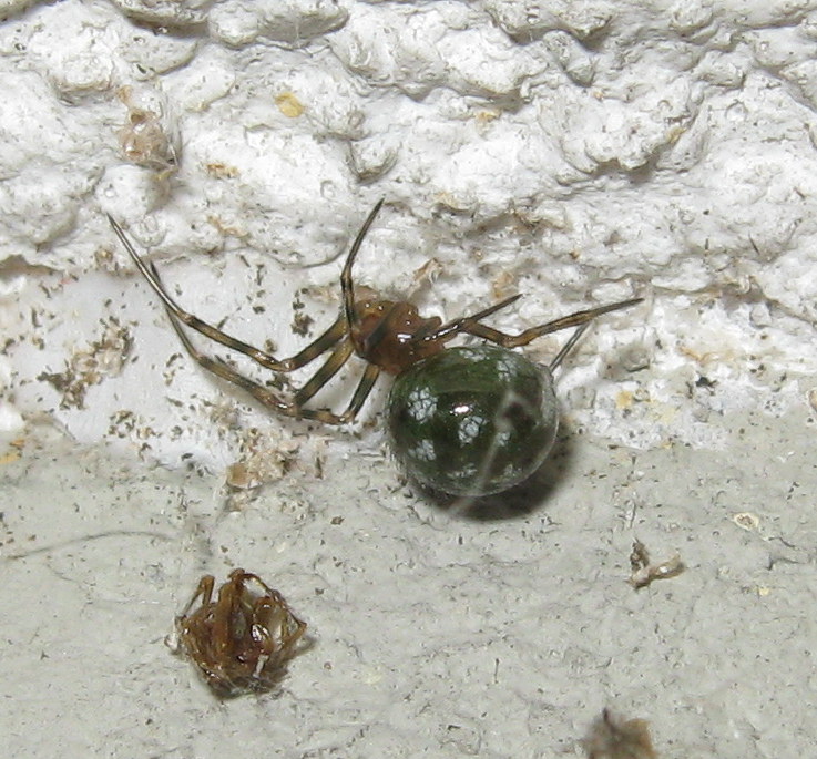 Steatoda triangulosa colorazione insolita - Treviso (TV)