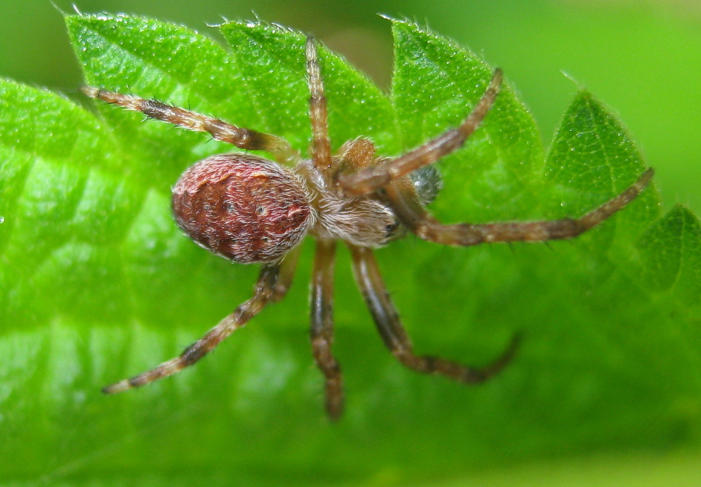 Larinioides cornutus & L. patagiatus - Lughignano (TV)